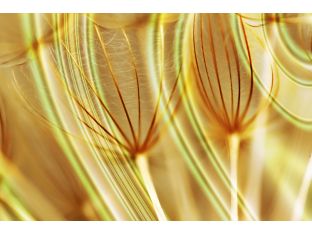 Dandelions in Gold II 45W x 30H