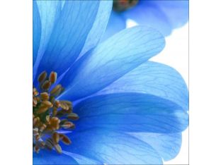 Close-up Blue Floral II 24W x 24H