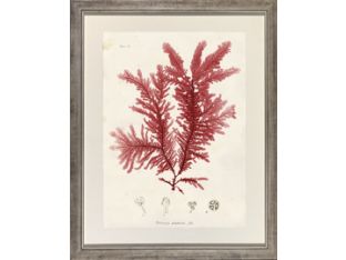 Large Bradbury Seaweed I 32W x 40H