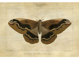 Crackled Canvas Moth I 33W x 24H