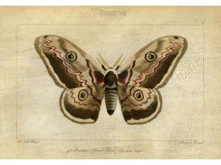 Crackled Canvas Moth III 33W x 24H