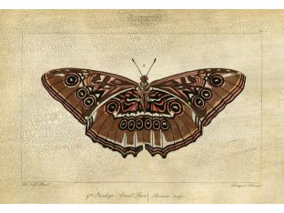 Crackled Canvas Moth II 33W x 24H